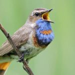 10 Animals That Sing: Discover the Surprising World.