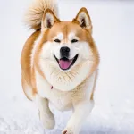 Top 10 Dog Breeds Born to Thrive in Snow and Cold Weather