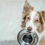 What Is the Average Dog IQ? Which Breed Has the Highest?