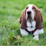 10 Wrinkly Dog Breeds That Will Melt Your Heart