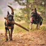Watch This German Shepherd Defend Her Home and Maltipoo Brother From Coyotes