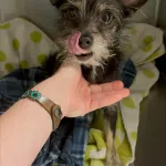 Scruffy Puppy Left Tied to a Pole Waits All Night for Rescue