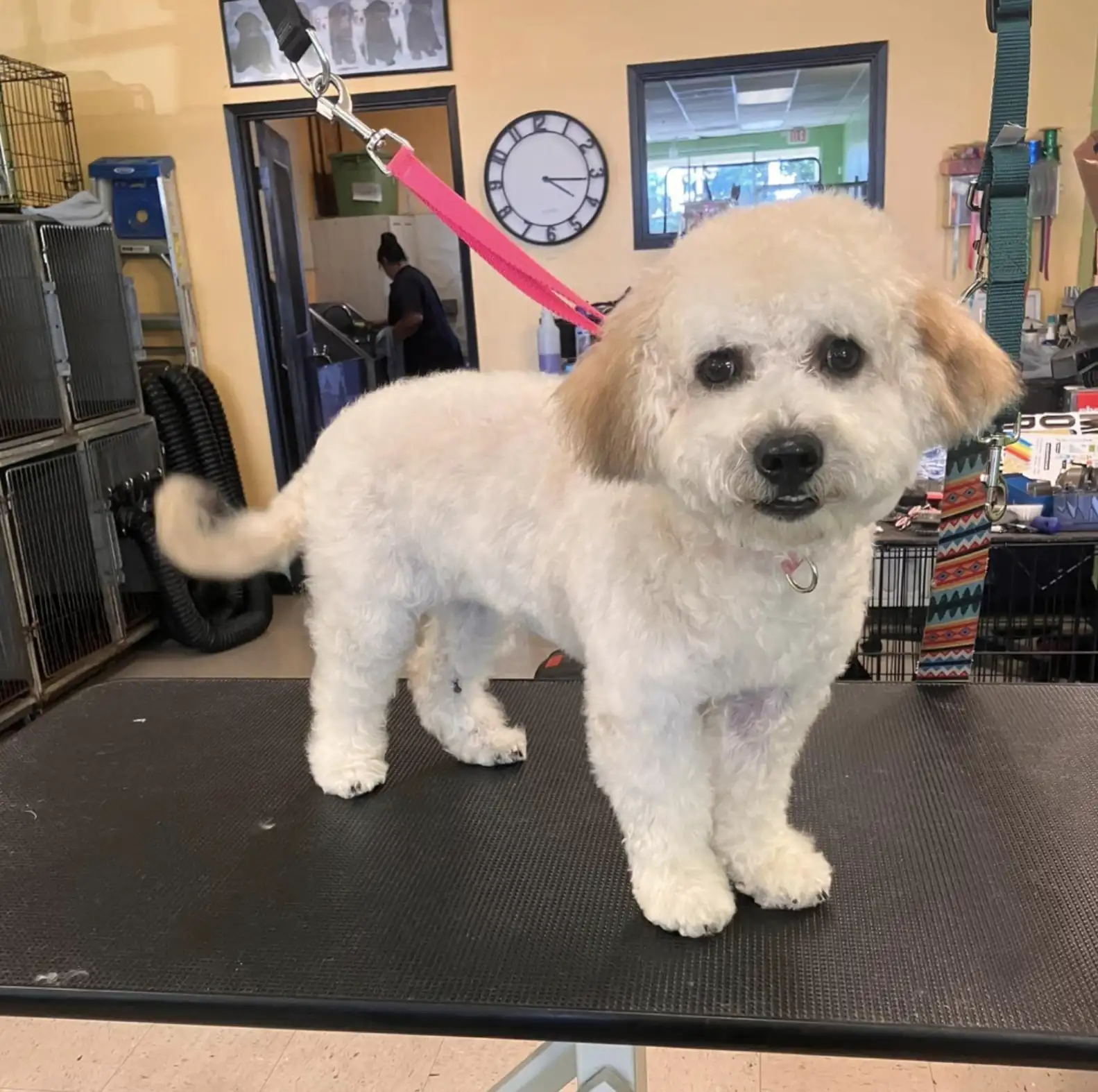 Abandoned Poodle in Pink Dress Waiting Her Family That Never Return