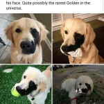 Golden Retriever Born With Genetic Mutation Has Grown up A Stunner