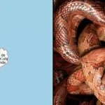 Terrifying thing happens when you drop Google Maps pin on Snake Island, home to 4,000 of world’s deadliest snakes
