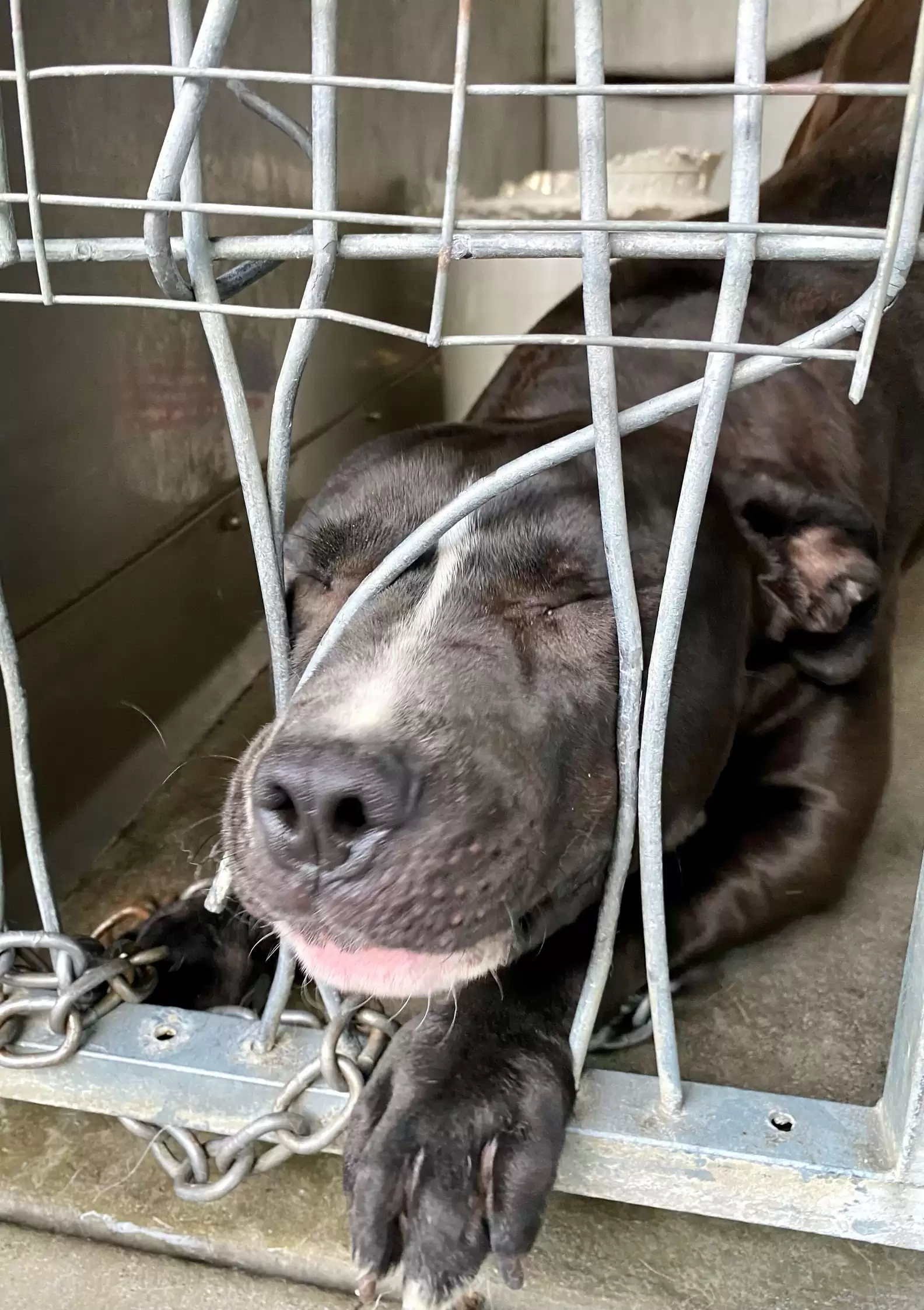 Shelter Dog Eliza Desperately Seeks Attention, Touching Hearts Everywhere