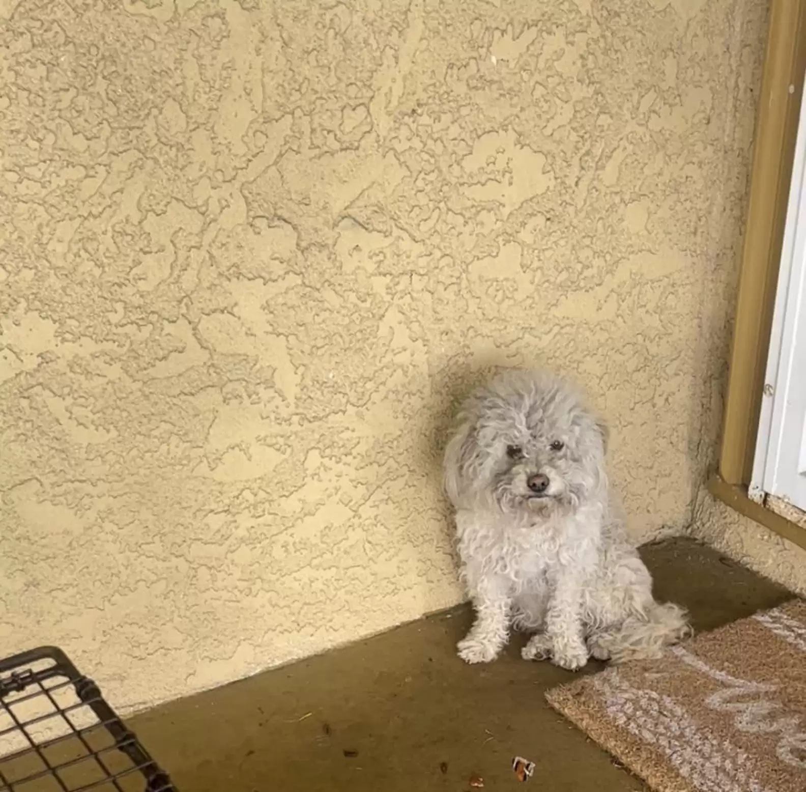 Homeless Dog Knocks On Every Door In Neighborhood Looking For A Forever Family