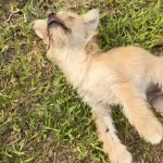 the Dog Was Left For Dead On The Roadside.
