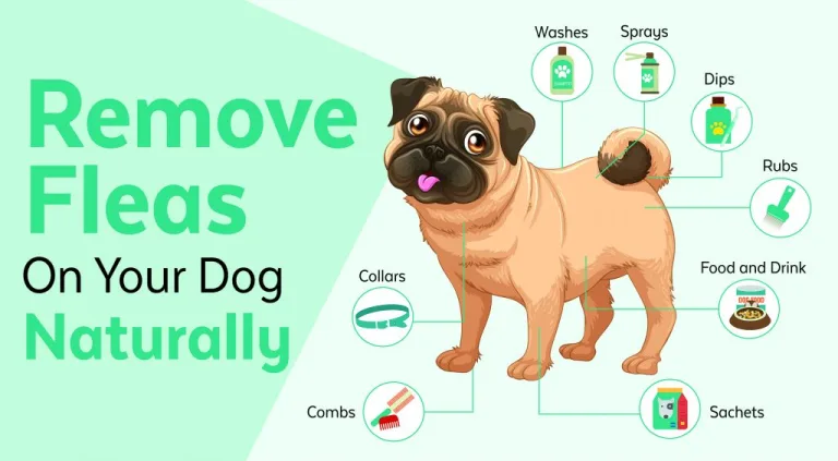 30 Ways to Naturally Prevent and Get Rid of Fleas on Dogs