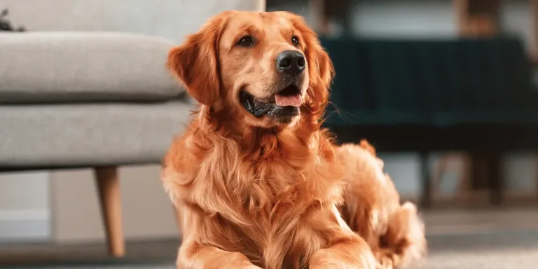 My Boyfriend Claimed the Locked Room In His Apartment Was ‘Just for Storage’ — Then His Dog Led Me to the Truth