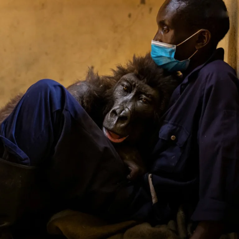 Gorilla Spends Her Final Moments Hugging The Man Who Saved Her As A Baby