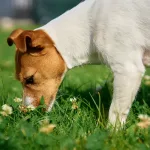 Why Do Dogs Eat Grass? The Science Behind This Strange Habit
