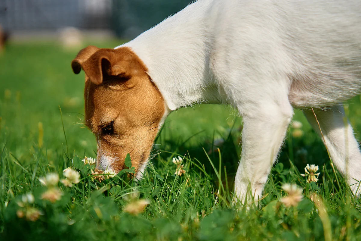 Why Do Dogs Eat Grass? The Science Behind This Strange Habit - Dogs Eating Grass As Therapy