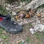 Guy Finds A Puppy Using A Shoe For Shelter And Gives Her A Whole New Life