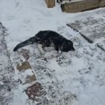 ‘Frozen’ Cat Drags Herself Up Snowy Driveway Hoping Someone Will Notice Her