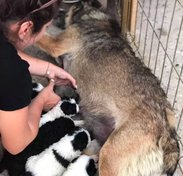 Mama dog nursing abandoned puppies at Barking Mad Dog Rescue