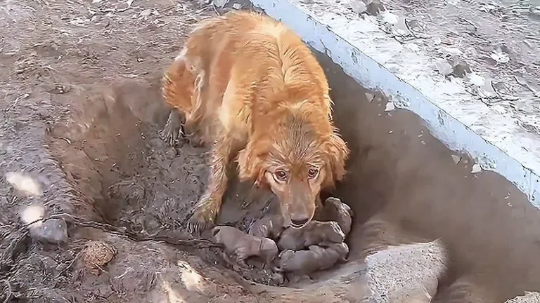 From Chains to Freedom: A Mother Dog’s Unbreakable Spirit