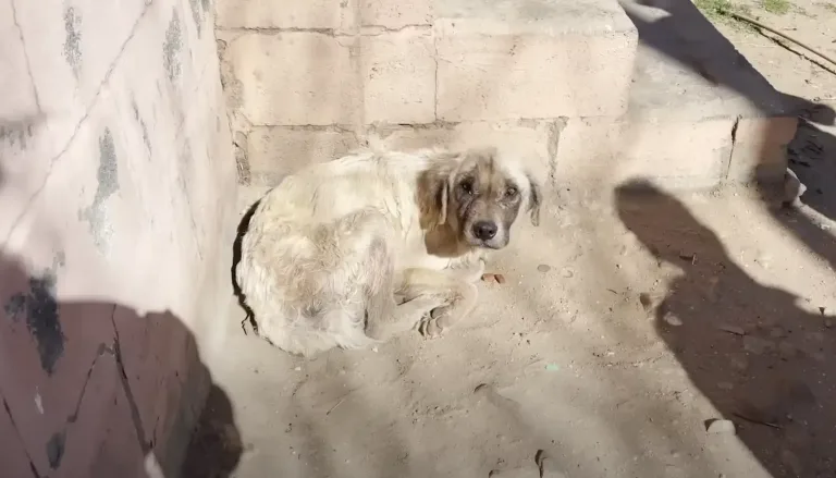 From Sleeping Outside for 3 Years to a Loving Home: Spencer’s Heartwarming Dog Rescue Story