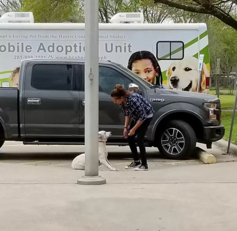 Scared Dog Rescue