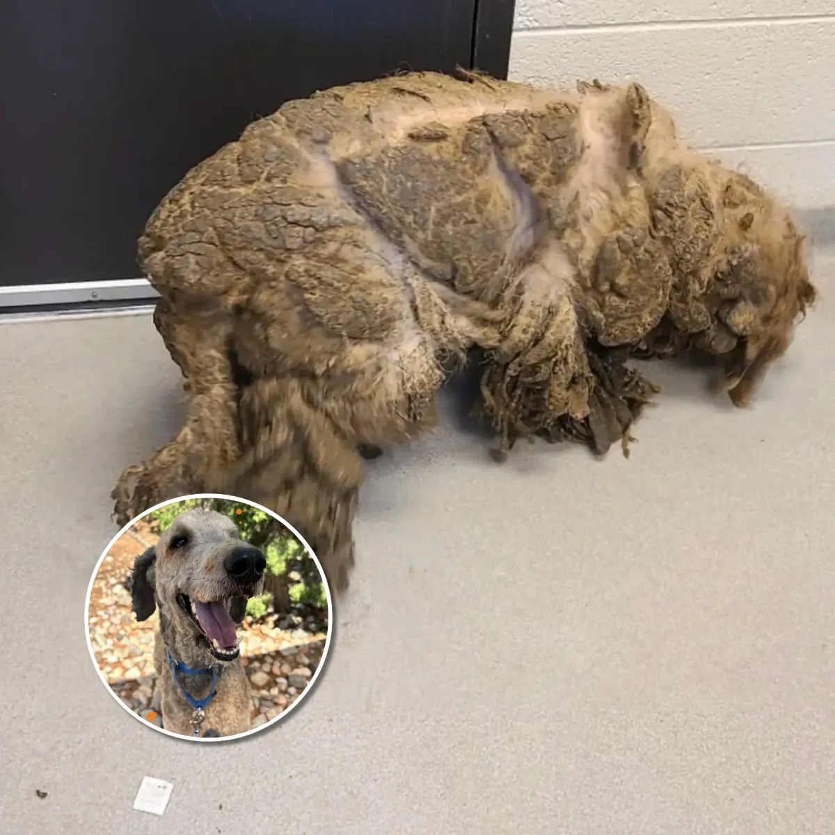 From Neglected to Thriving: Crawfish the Matted Labradoodle Finds His Forever Home