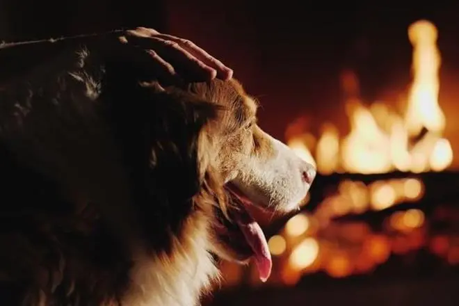 Heroic Dog Saves Over 30 Lives in Fire—Loses Life in Cylinder Blast