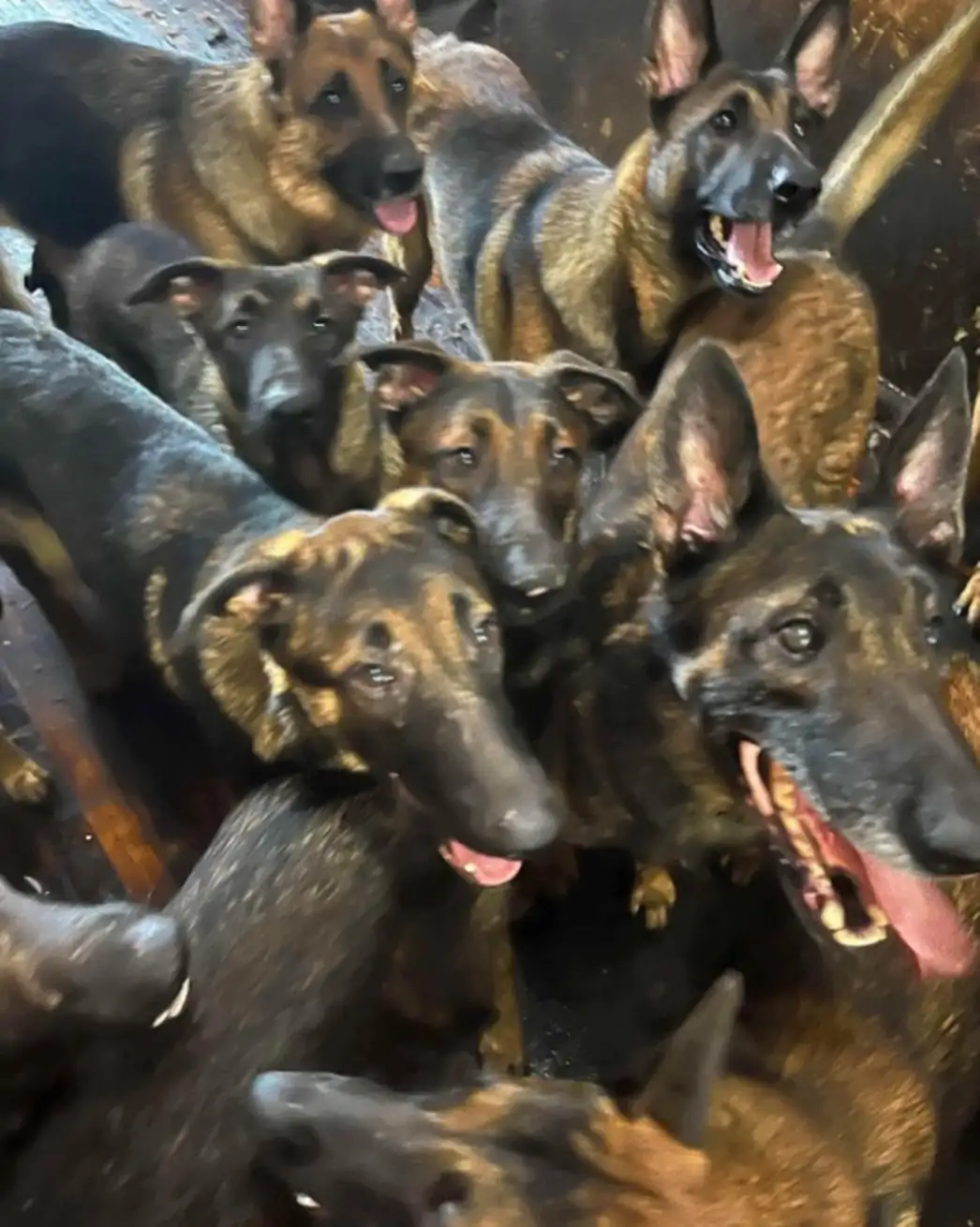 40 Belgian Malinois Rescued from NYC Apartment