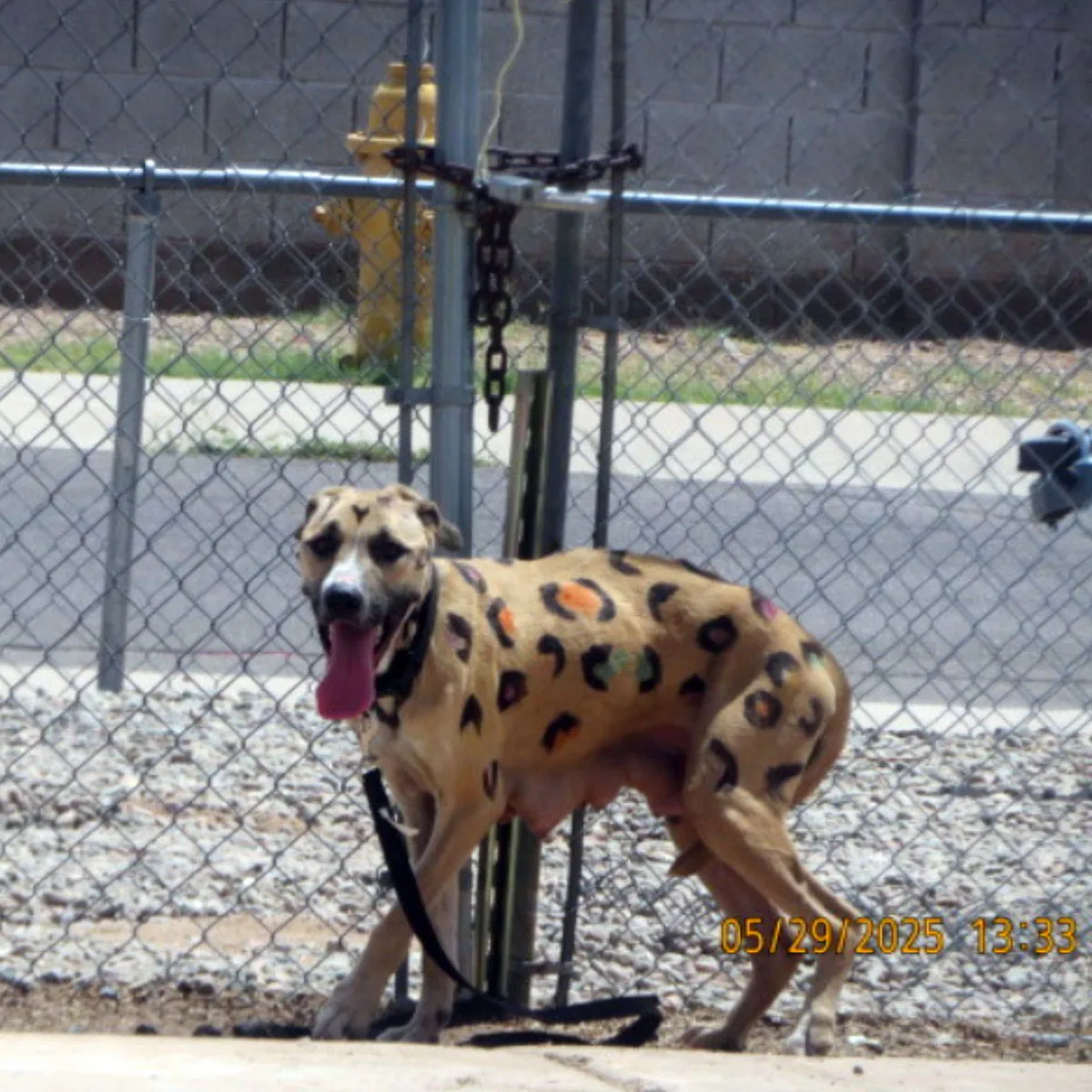 🌞 Rescued in the Heat: Mama Dog Tied to Fence in 99°F Sun—Covered in Painted Leopard Spots
