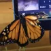 Butterfly With Broken Wing