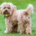 Cavapoo: Dog Breed