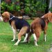 Do Female Dogs Have Orgasms