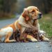 mama dog with her puppies