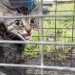 Tiny Kitten Trapped in Florida Storm Drain