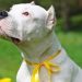 What Does a Yellow Ribbon on a Dog's Leash Mean