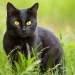 Black Cat Breeds: 9 Stunning Companions You’ll Love