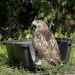 Hawk Rescued From Manure Pit Makes Stunning Transformation