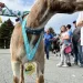 Runaway Goat Wins Gold Medal After Secretly Joining Half Marathon