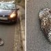 help an injured “leopard”