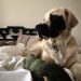 Golden Retriever Born With Genetic Mutation