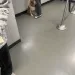 Dog Rescue Stories Trending at