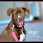 Senior Shelter Dog Finds Hope After Seven Years: Ginger's Transformation
