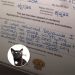 Cat Surrendered For Being Too Cuddly Finds True Love In Time For Christmas