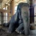 Rescued Elephant