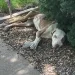 Starving Stray Dog Thought She'd Reached The End — Then Came A New Beginning