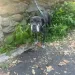 Rescuer’s Heart Breaks Reading The Note Left With Two Old Dogs Tied To Fence