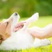 Heat Rash in Dogs