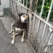 From Cruelty to Comfort: Preciosa’s Inspiring Journey