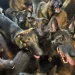 40 Belgian Malinois Rescued from NYC Apartment