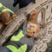 A squirrel stuck in a manhole cover gave rescuers a hard time