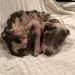 Rescued Mange Puppy Who Lost All Her Fur Looks Unrecognizable After Heartwarming Transformation