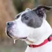 Excessive Drooling in Dogs?